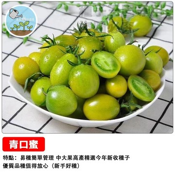 青口蜜番茄種子 綠色小櫻桃聖女果種子~綠寶石賊不偷青甜小柿子~盆栽蔬菜種子#tomato 陽台必種 清脆多汁