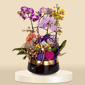 三色小品蝴蝶蘭 (1174) 蘭花 新春蘭花 年花 自家蘭花園種植