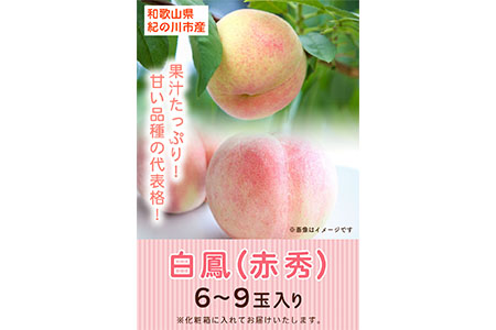 和歌山県紀の川市産 白鳳 ＜赤秀＞ 5-8玉入り 桃 モモ もも 株式会社松源《2024年6月下旬-7月中旬頃より順次出荷》和歌山県 紀の川市