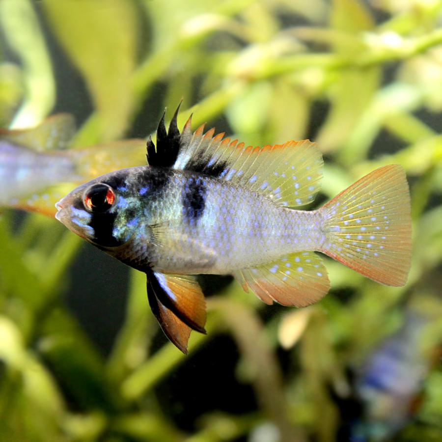 淡水魚】激レア スーパーブラックラミレジィ【１ペア サンプル画像】(ラミレジィ) - 魚類、水生生物