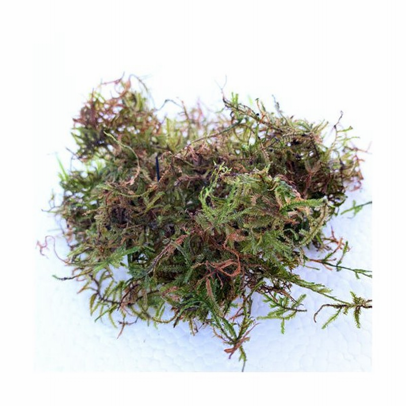 アクアリウム テラリウム アクアテラリウム 水草 レイアウト モスバッグ シュリンプ水槽 ウィローモス 通販 Lineポイント最大0 5 Get Lineショッピング