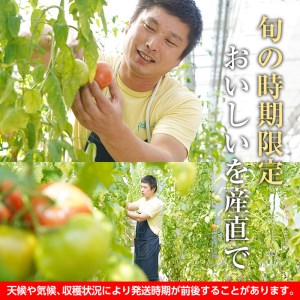 s199 さつま町産の大安吉日とまと(約1.2kg)完熟してから収穫した採れたてのトマトをお届け