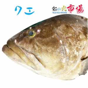 美味しい高級魚！クエ (アラ) 1尾  約6-7kg くえ あら 高級魚 海水魚 超高級魚 幻の魚