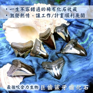 🦈巨齒鯊牙齒化石2號 Megalodon 稀有化石收藏 ~激發熱情並給予強大能量