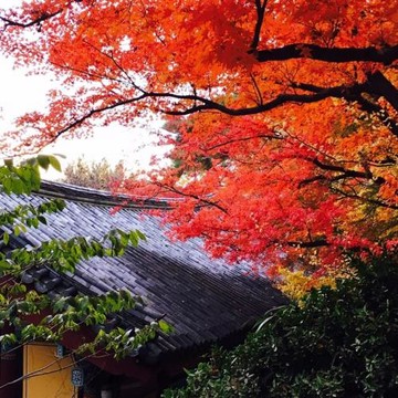釜山慶州大邱賞楓｜八公山纜車.梵魚寺.紅流洞溪谷.楓紅韓服.天空膠囊(一站彩妝)五日_26JKNOV7CM