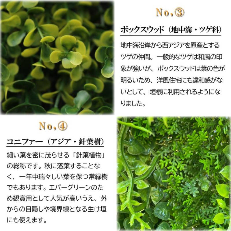 リーフラティス オータムリーフ - 植物/観葉植物