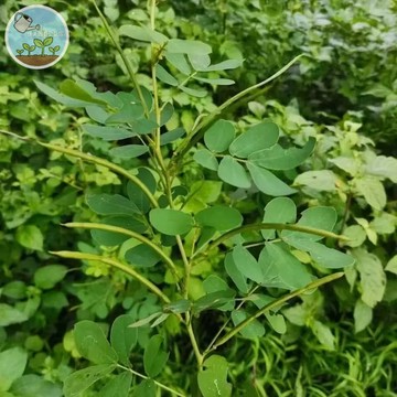 【台灣好種】決明子種子 原生種植物 傳統保健茶飲 自種決明子茶 好顧好收成 降火氣養生 田邊作物 收成成就感 新手友善