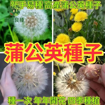 蒲公英種子 療癒蒲公英 觀賞蒲公英 養生植物 泡茶花草 蒲公英茶 野菜種子 景觀花卉 綠化植栽 親子種植 植物觀察 香草