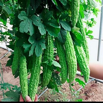 🥒（7款 苦瓜種子）新種子 農家苦瓜種子 新手易種高產蔬菜種子 四季陽台盆栽菜園高產種子  高發芽率Seed