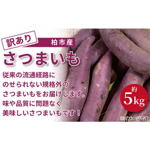 ふるさと納税 千葉県 柏市 柏市産訳ありさつまいも　約5kg