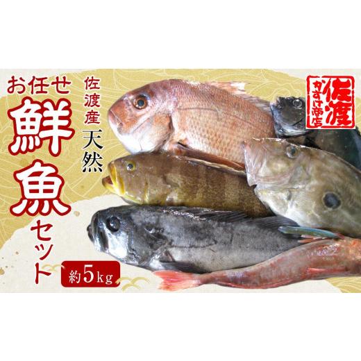 ふるさと納税 新潟県 佐渡市 佐渡産 天然お任せ鮮魚セット 5kg