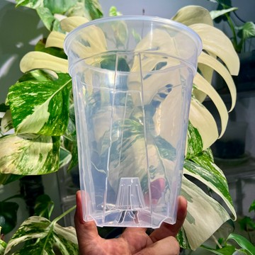 熱銷｜高清超透青山盆｜控根盆｜斑啾植選｜觀葉植物專用盆｜合果芋｜龜背芋｜觀音蓮｜雨林｜彩葉芋｜龜背芋｜室內植物｜盆栽