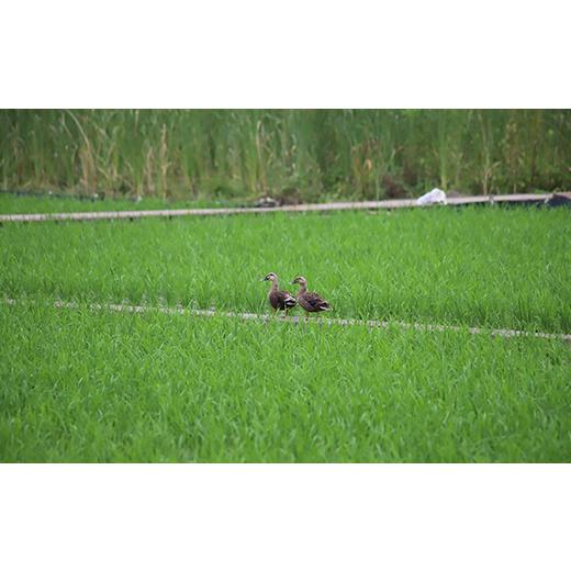 ふるさと納税 岡山県 井原市 63-01岡山県井原市産ヒノヒカリ10kg(5kg×2袋）