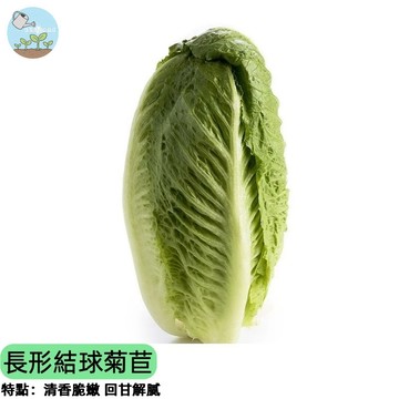 【頂級生菜】長形結球菊苣種子 比利時菊苣 白色苦苣 高級沙拉食材 芽菜/水耕皆可 陽台盆栽 家庭農場 低卡健康蔬菜