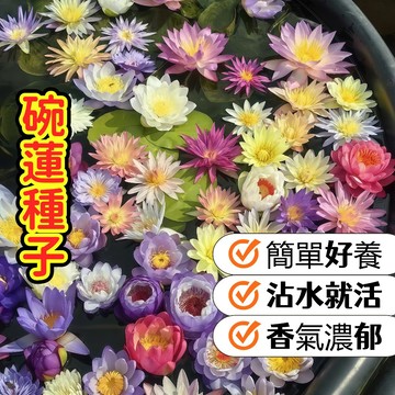 💥蝦皮熱銷💥台灣【精品開口碗蓮種子】小型水生花卉 室內陽台盆栽 易發芽  開花率高 適合台灣氣候 夏日水景必備