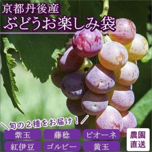 京都丹後産 ぶどうお楽しみ袋（2024年9月～発送）