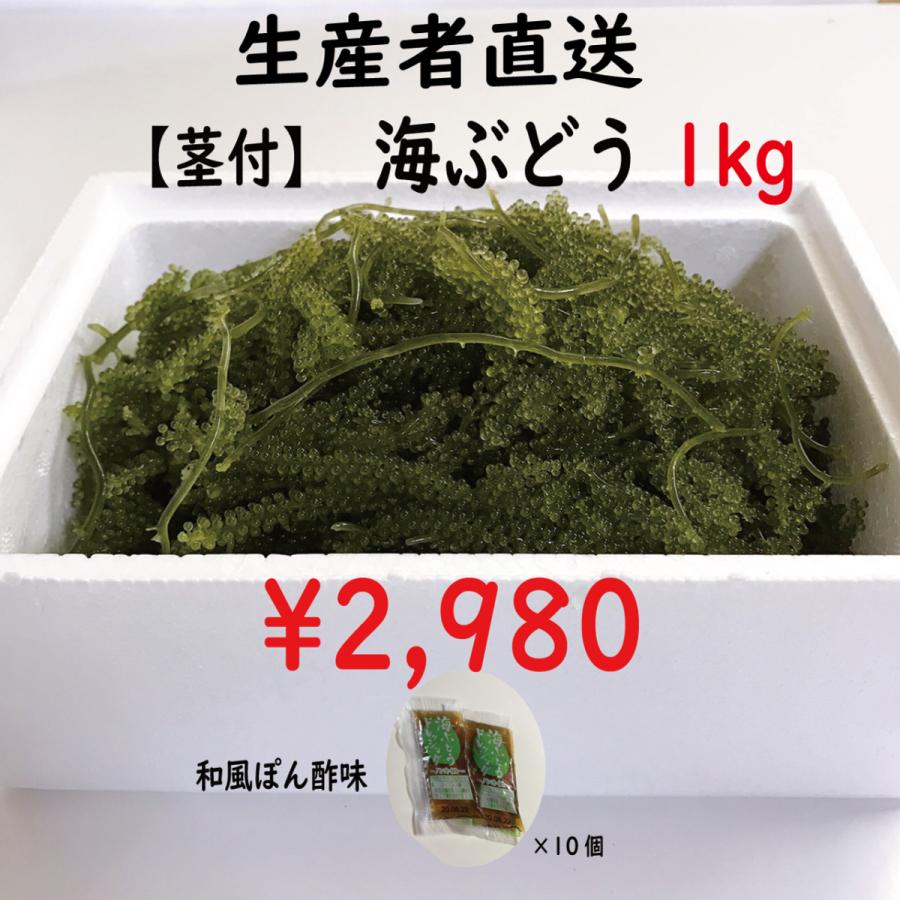 生！海ぶどうドーンと1kg (茎付き)タレ付き☆生産者が送る“鮮度抜群”海ぶどう