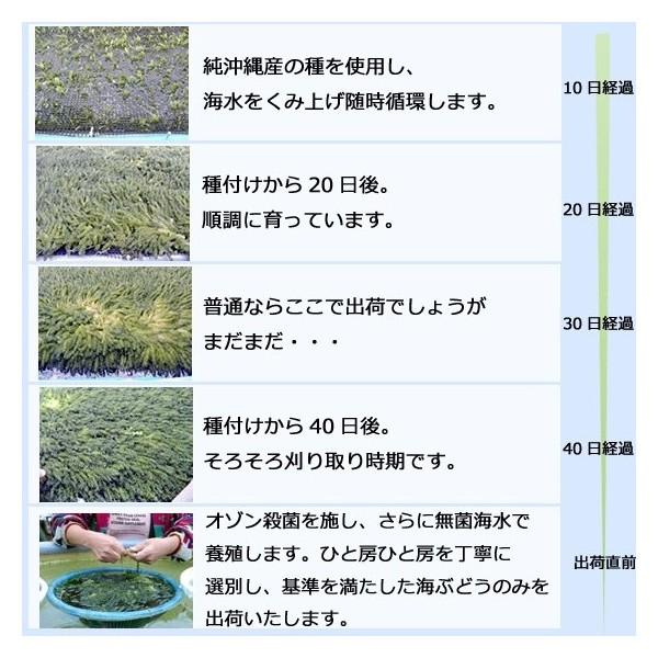 海ぶどう　沖縄　500g　特選品　活海ぶどう　宜野座村産