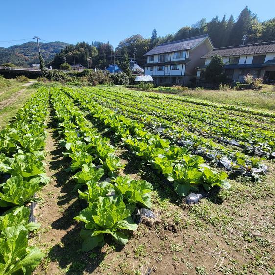 販売期間2023 12 31まで 野菜 セット・詰め合わせ 信州　冬野菜セット　10品目 産地直送