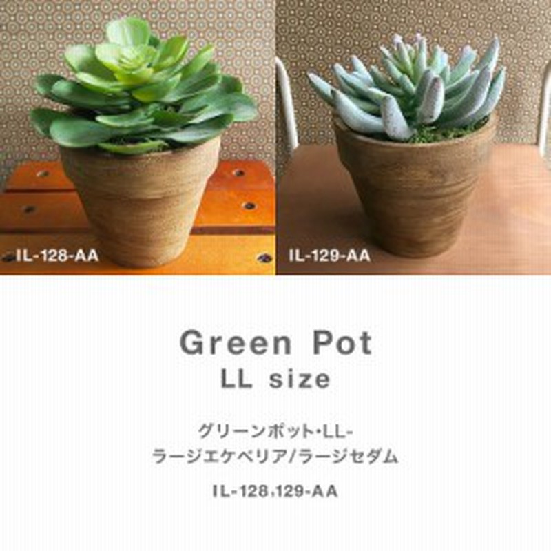 枯れない植物で作る手軽な癒し空間 グリーンポット Ll ラージエケベリア ラージセダム 通販 Lineポイント最大1 0 Get Lineショッピング