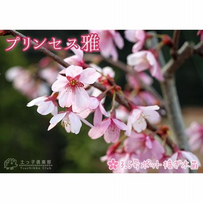 桜 『 プリンセス雅 （ 雅桜 ）』 接ぎ木 10.5cmポット 苗木