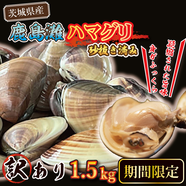  期間限定 鹿島灘 ハマグリ 訳あり 1.5kg 砂抜き済み はまぐり 蛤 わけあり 国産 天然 茨城県産 鹿島灘産 焼き蛤 BBQ おせち お雑煮 お吸い物 ラーメン パスタ