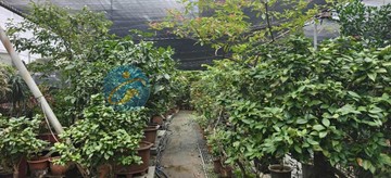 中壢華勛都內農｜桃園市中壢區仁祥段