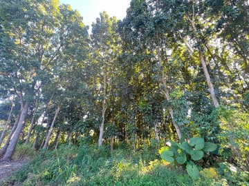 (專)左鎮桃花森境｜桃花心木農地釋出｜台南市左鎮區光和