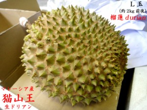 ドリアン 猫山王 榴蓮 durian マレーシア産 生Ｌ玉（予約販売）8月下旬ごろの発送