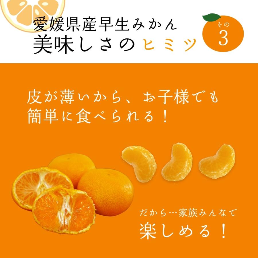 みかん 早生みかん SMサイズ 3kg 愛媛県産 ミカン 温州みかん 産地直送