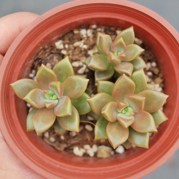 【荳荳多肉】【姬朧月】喬遷│送禮│升遷│多肉植物