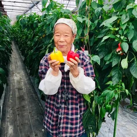 和ぷりか 1kg（中〜小玉）  国産 パプリカ 採れたて 野菜 もぐはぐ農園 静岡の完熟採りたてパプリカ