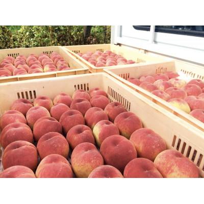 ふるさと納税 笛吹市 生産者直送!山梨県笛吹市産地!桃　約2kg(5〜7玉)