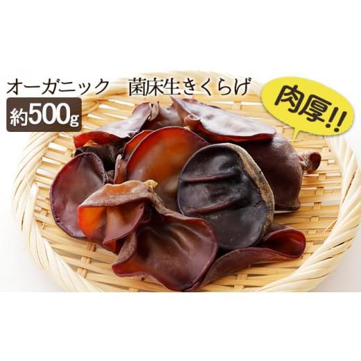 ふるさと納税 福島県 泉崎村 オーガニック 菌床生きくらげ 約500g [No.5734-0107]