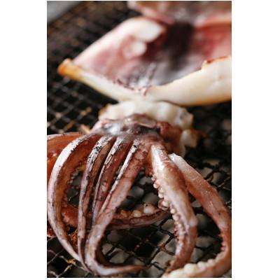 ふるさと納税 宮津市 柔らか肉厚の スルメイカ 一夜干し 1枚