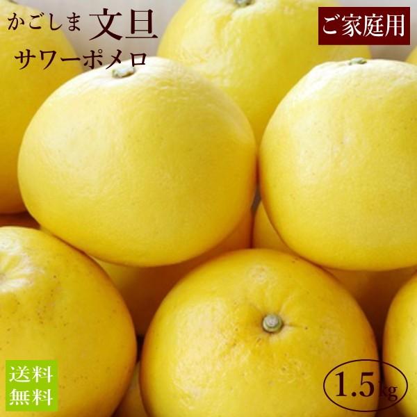 (ご家庭用)サワーポメロ1.5kg(小さいサイズ4〜5玉) 訳あり 文旦 グレープフルーツ (2月下旬より発送開始)