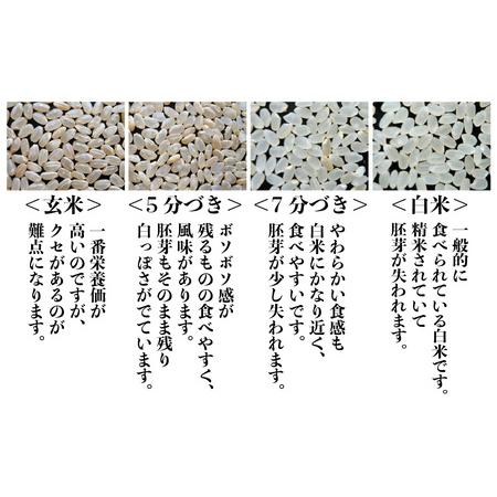 ふるさと納税 二代目が笑顔で育てたコシヒカリ 10kg × 3回 計30kg 〜福井県産 生産者直送！〜（5分づ.. 福井県坂井市