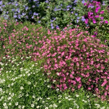 【大里種苗】客製植栽需求(請勿下單)│特別植栽需求│詢問後下單