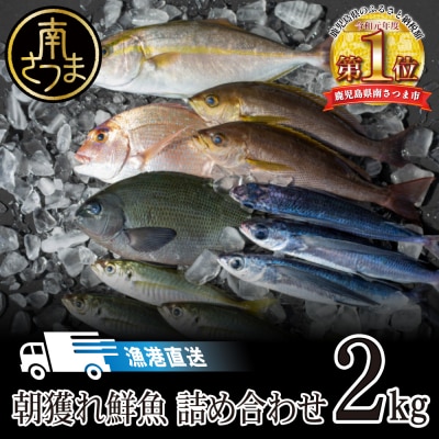 朝獲れ鮮魚 詰め合わせ 2kg