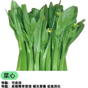 【菜心種子】四季甜油菜心種子 粗條青菜種子 油菜薹種子 油菜花種子 家庭蔬菜栽培 快速生長 好種植 耐熱易栽種