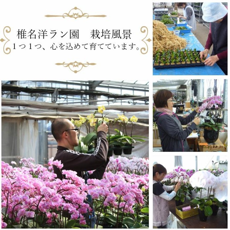 リンリン ランラン 寄せ植え 胡蝶蘭 4.5号 2本立 花 鉢植え 花鉢 鉢花