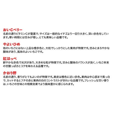 ふるさと納税 2024年1月中旬より順次発送 数量限定 農家直送 ♪ 八千代町産 いちご ボリュームパック （ 350g 以上 × 4パ.. 茨城県八千代町