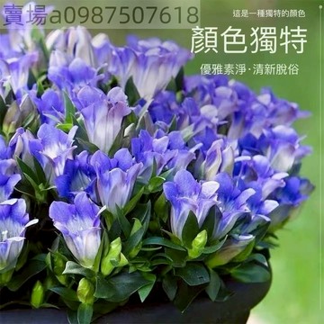 現貨 龍膽花（50粒）四季種植 海洋之心 藍色花朵春秋開花 陽台 庭院盆栽植物花卉 盆栽好養 易活好養 簡單易種植