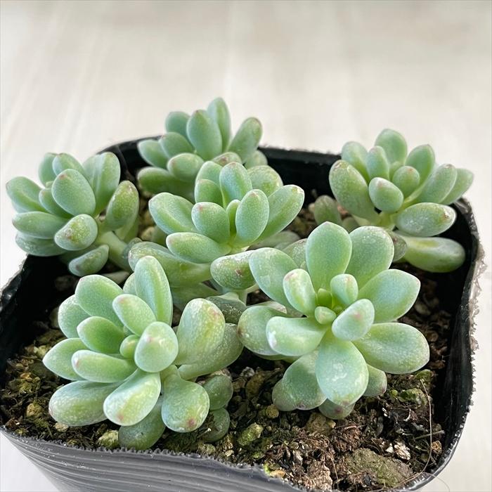 その他多肉植物 sakuten_dachs 𝗞𝗔𝗞𝗨𝗦𝗘𝗡-𝗘𝗡 𝗖𝗼., 𝗟𝘁𝗱. | ‥‥ 表参道ヒルズ