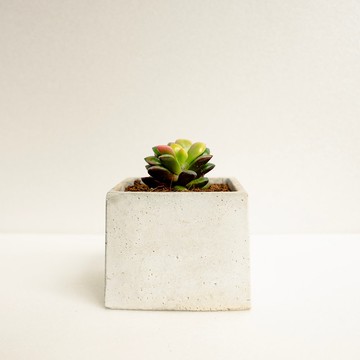 菱紫錦│泥作系列│福所栽