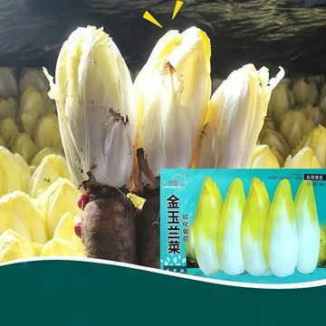 【現貨可開收據】大包裝 金玉蘭菜種子（約200粒）比利時菊苣種子軟化菊苣種子 歐洲王子菜 割完又長多年生盆栽特色蔬菜種子