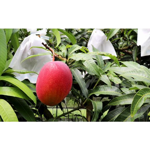 ふるさと納税 沖縄県 久米島町 久米島熱帯果樹園 極上完熟マンゴー1kg（2〜3玉）