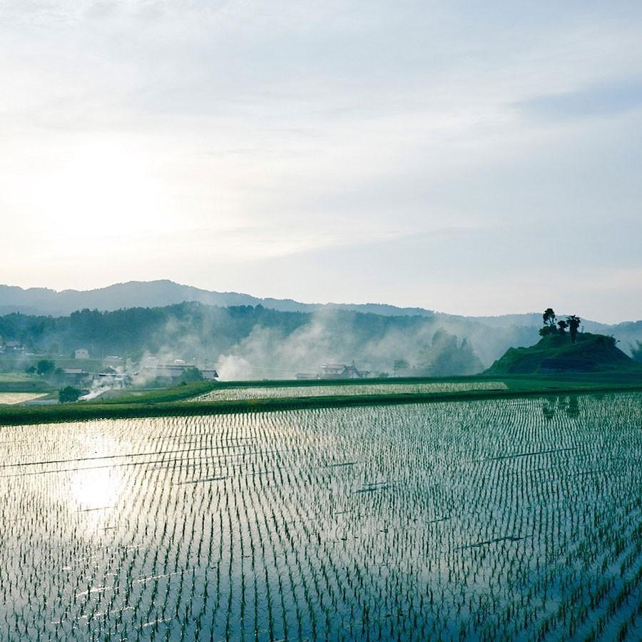 仁多米 コシヒカリ 5kg 島根県産 令和5年産 米 お米 白米 うるち米 精白米 ごはん