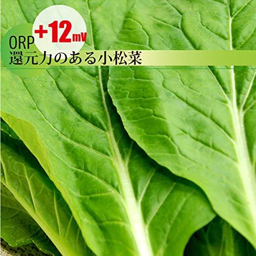 小松菜 1袋500g 国産 無農薬・無化学肥料