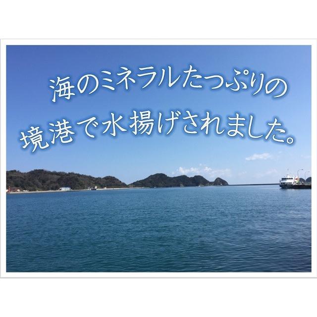 鳥取県産境港 あじ煮干 500g